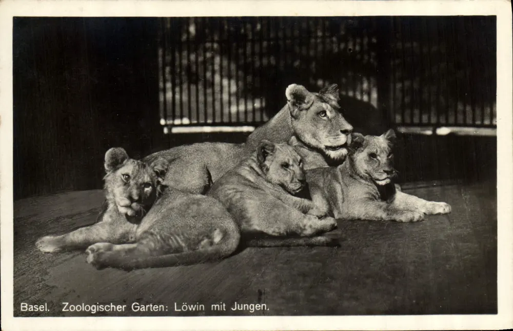Basel. Zoologischer Garten: Löwin mit Jungen — G. Monbaron, Basel Nr. 5324 - Vorderseite