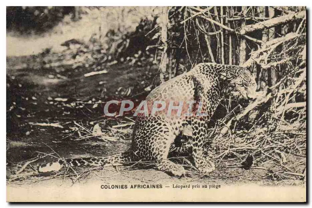 Afrikanische Kolonien — Leopard im Käfig — Phototypie J. Blenaine, Reims - Vorderseite