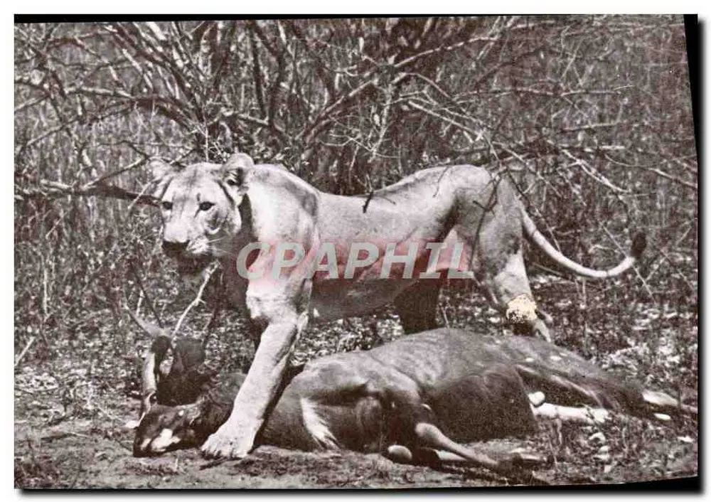 Löwe und Antilope — Kruger Park — unbekannter Verlag, Seriennummer nicht sichtbar - Vorderseite