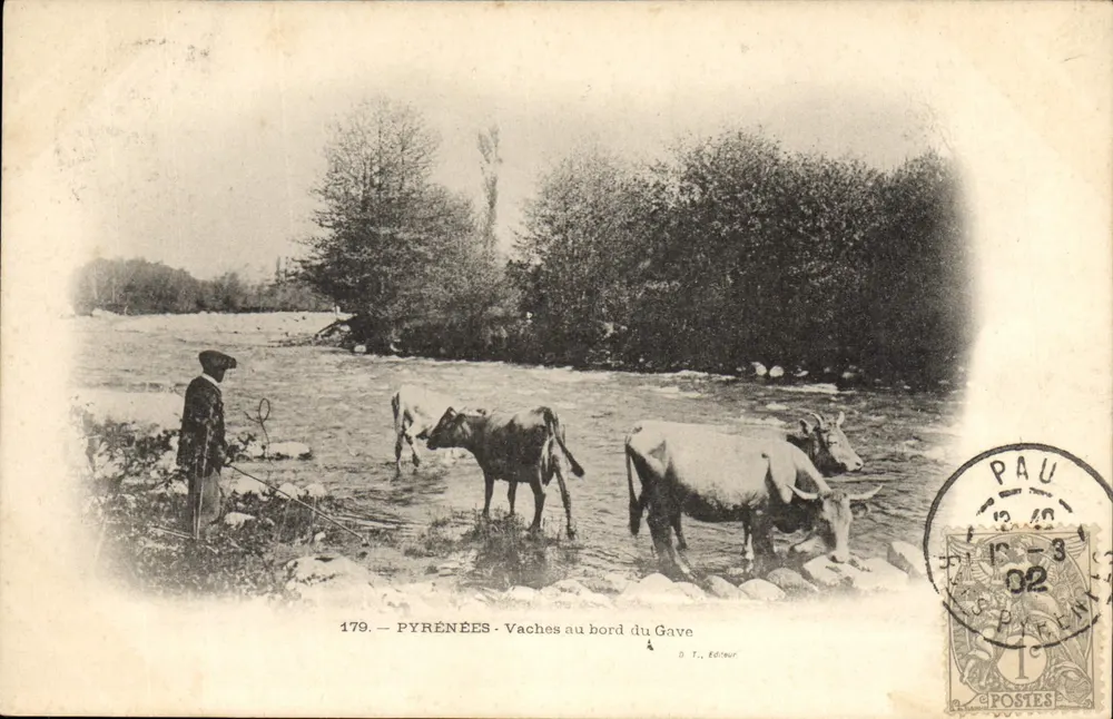 PYRÉNÉES - Vacas ao lado do Gave — O. T., Editor, n° 179 - Frente