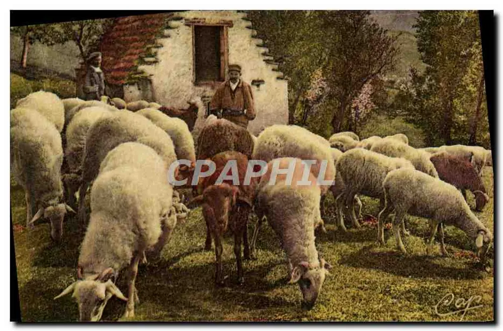 Ovelhas no Pâturage — Cenas e Tipos dos Pirineus — Cie des Arts Photomécaniques, Paris - Frente