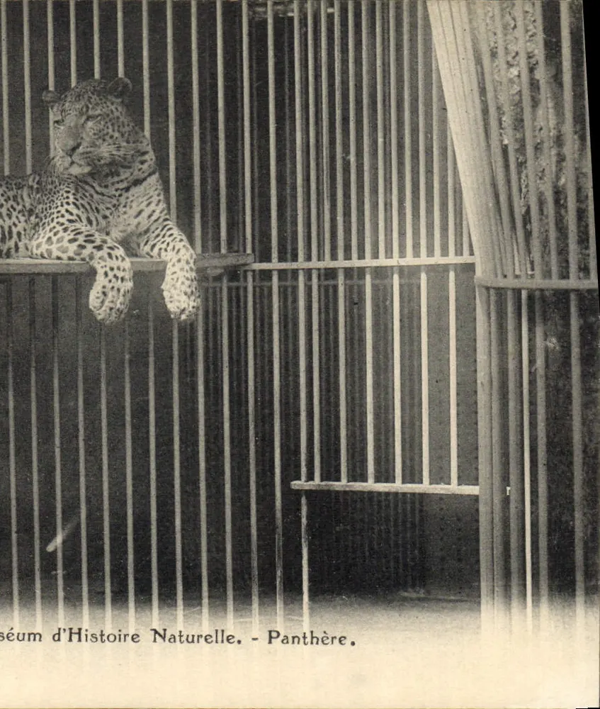 Naturhistorisches Museum - Panther - E. Maquaire, Bourges - Vorderseite