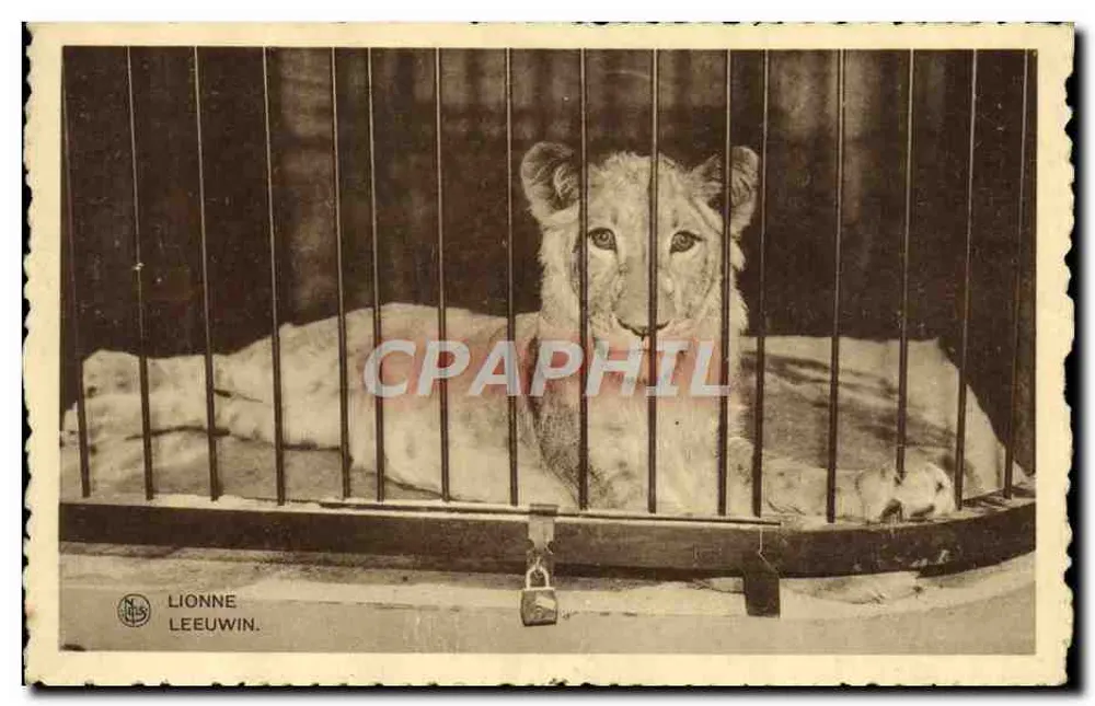 Lionne Leeuwin — in Käfig — Verlag N. BLS - Vorderseite