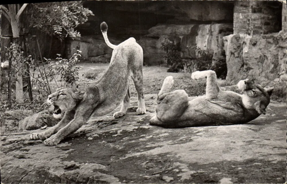 Paar Löwen — Afrikanische Tierwelt — Verlag J. Quin - Paris, Nr. I - Vorderseite