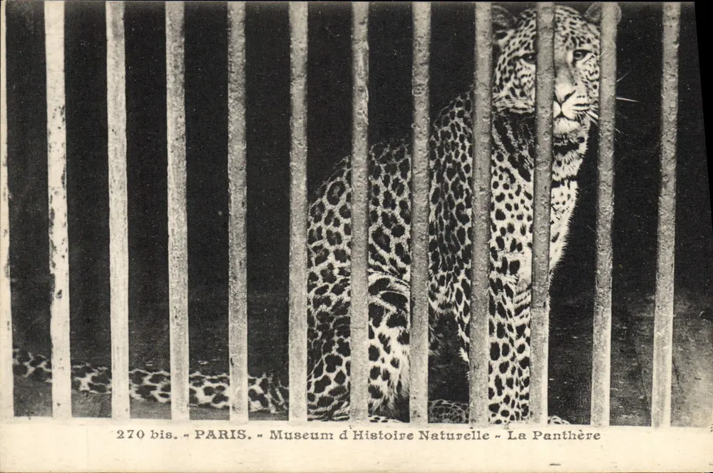 Paris — Museum für Naturgeschichte — Die Pantherin — Edition Marcel, 86, Paris - Vorderseite