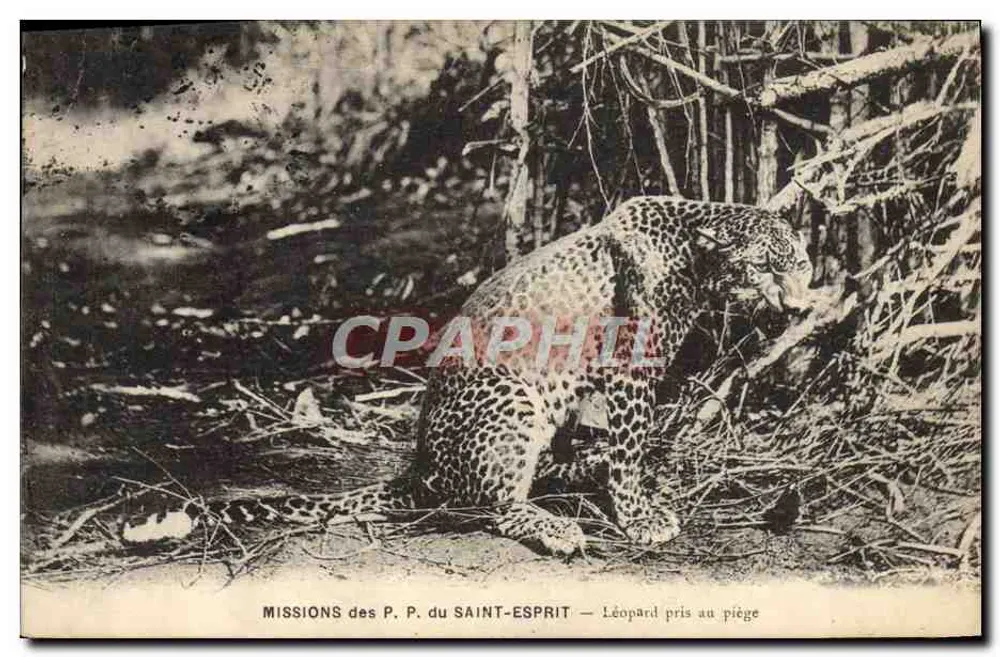 Leopard im Fallen — Missionen der P. P. des Heiligen Geistes - Vorderseite