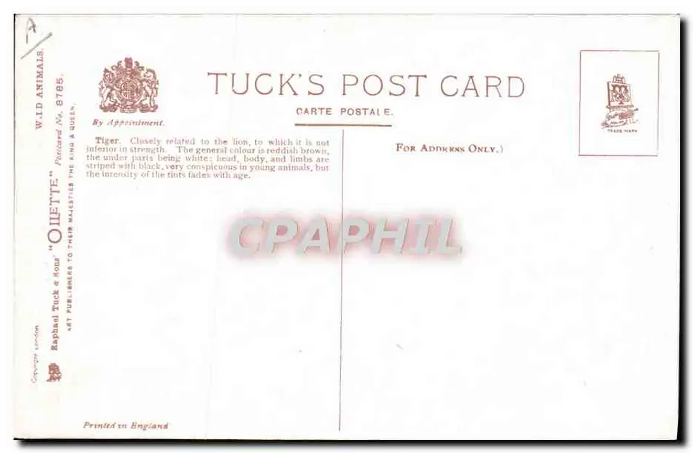 Tijger — stillevens — Tuck's Post Card, serie 8185 - Achterkant