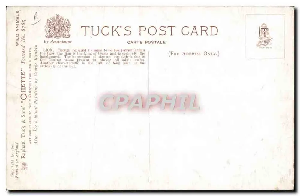 Leão — pintura de George R. R. R. — Tuck & Sons, n° 875 - Verso
