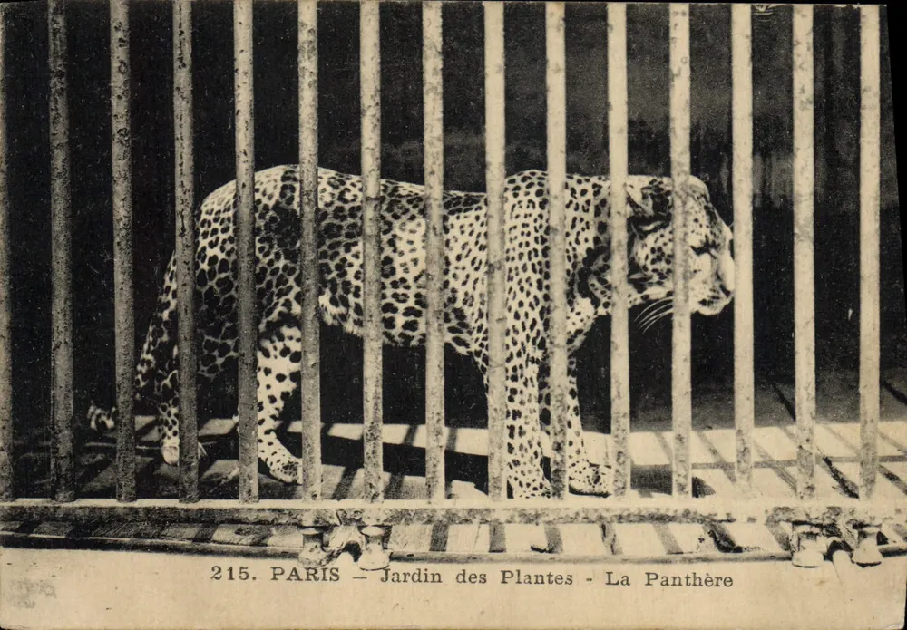 Paris – Jardin des Plantes – Die Pantherin – Nr. 215 - Vorderseite