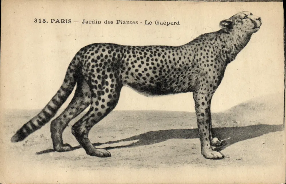 Paris — Jardin des Plantes — Der Gepard — Verlag I.P.M. n°315 - Vorderseite