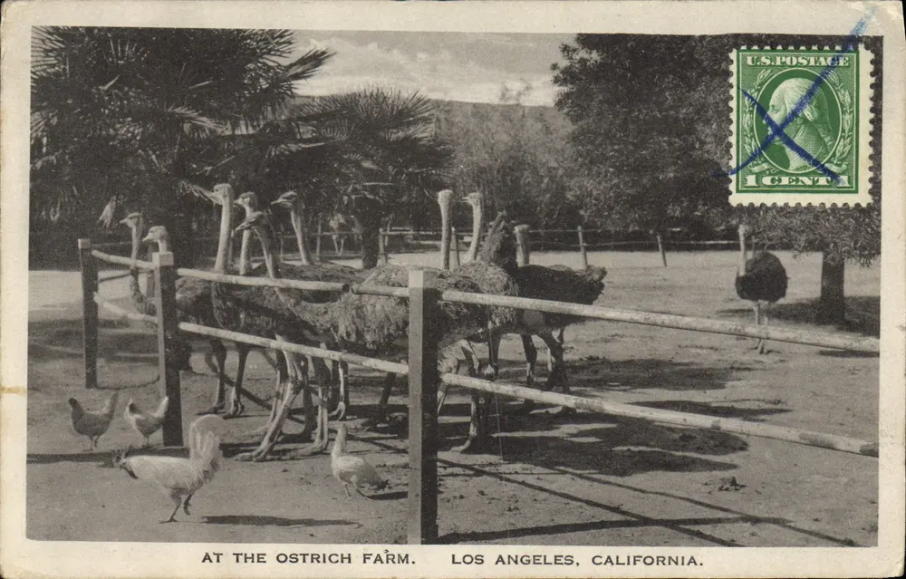 Auf der Straußenzucht — Los Angeles, Kalifornien — Theo. Sohmer & Co. - Vorderseite
