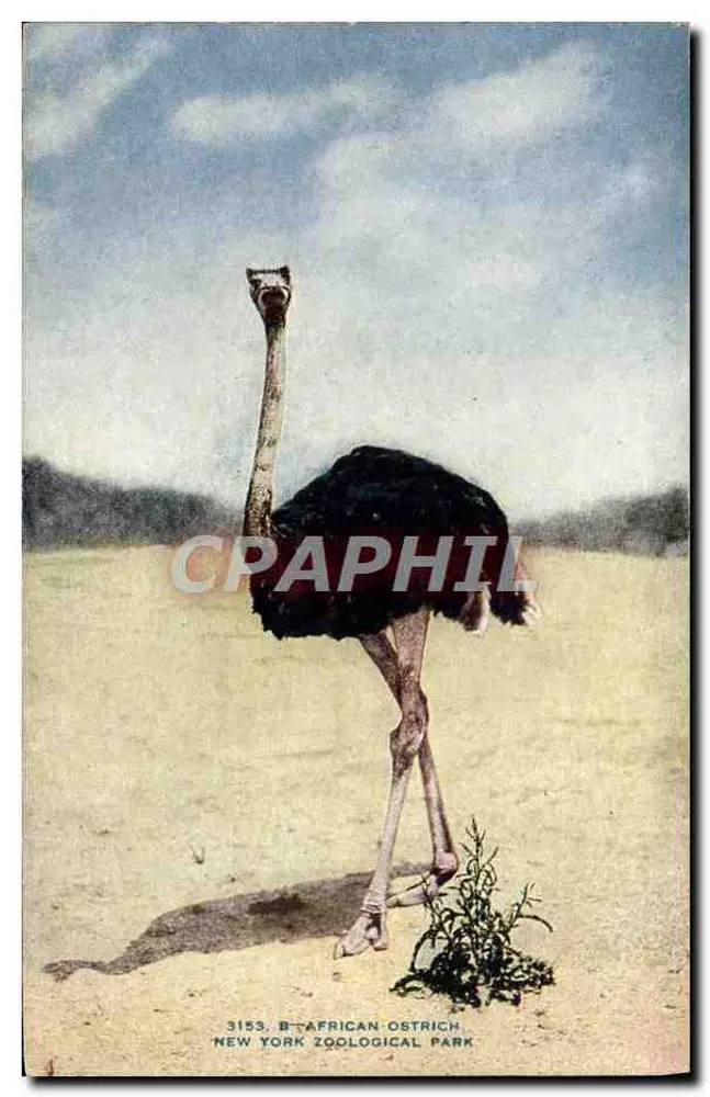 Strauß — Afrikanischer Strauß — New York Zoological Park, Serie 3153 - Vorderseite
