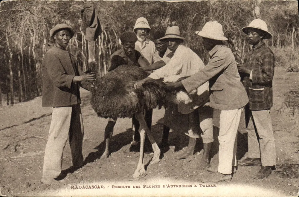 Madagaskar — Ernte der Straußenfedern in Tulear - Vorderseite