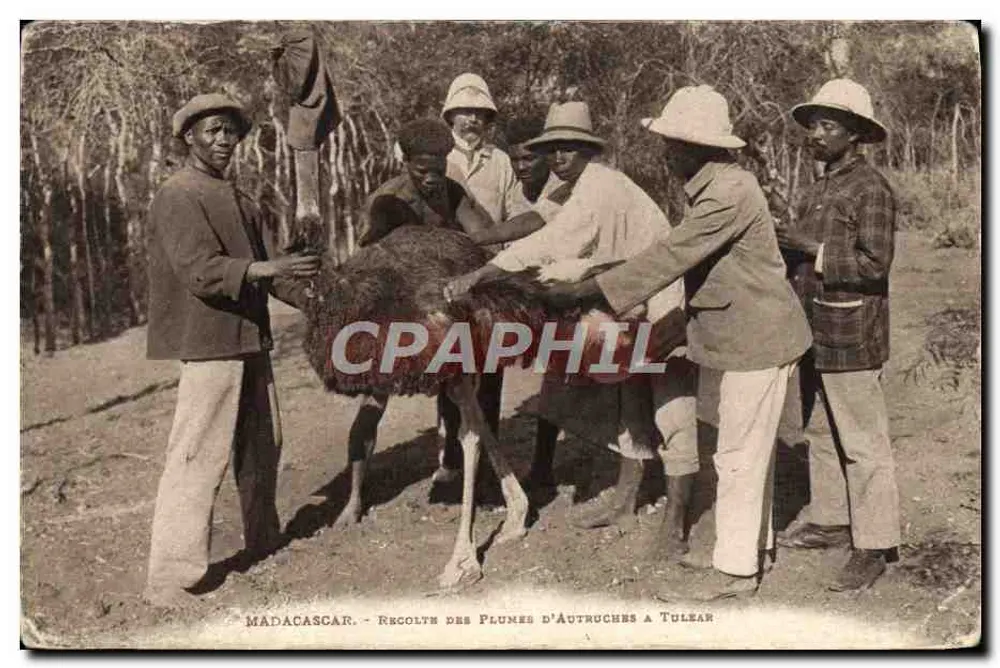 Madagaskar — Sammlung von Straußeneiern in Tuléar - Vorderseite