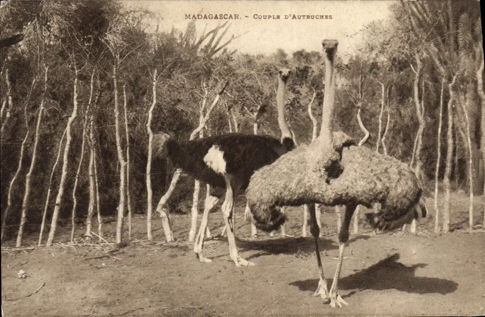 Madagaskar — Para d'emu — Agence économique de Madagascar - Awers