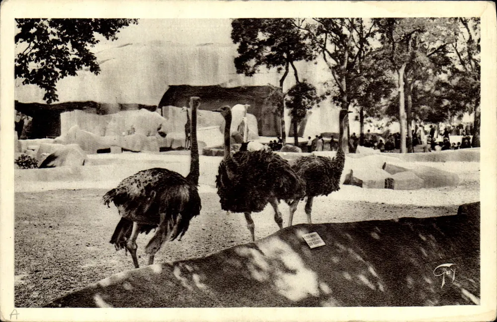 Paris - Zoo von Vincennes - Die Straußen - Vorderseite