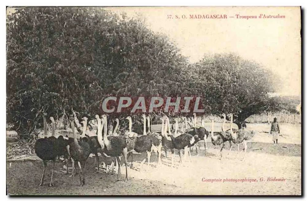 Madagascar — kudde struizels — Comptoire photographique, G. Bödemér - Voorkant