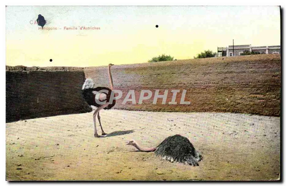 Héliopolis - Família de avestruz — CAUE - Frente
