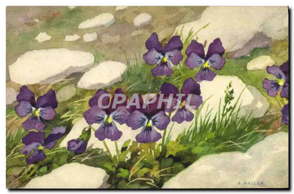 Wildblumen Violetten — A. Haller — Verlag nicht sichtbar - Vorderseite