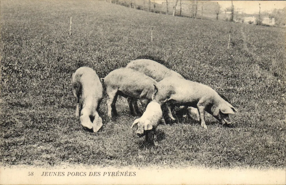 Junge Schweine der Pyrenäen — Serie 58 — Verlag Lévy et Neurdein, Paris - Vorderseite
