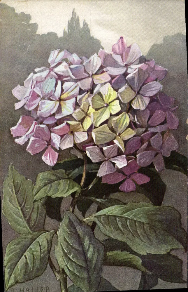 Hydrangea — Farbige Blume — A. HAVIER - Vorderseite