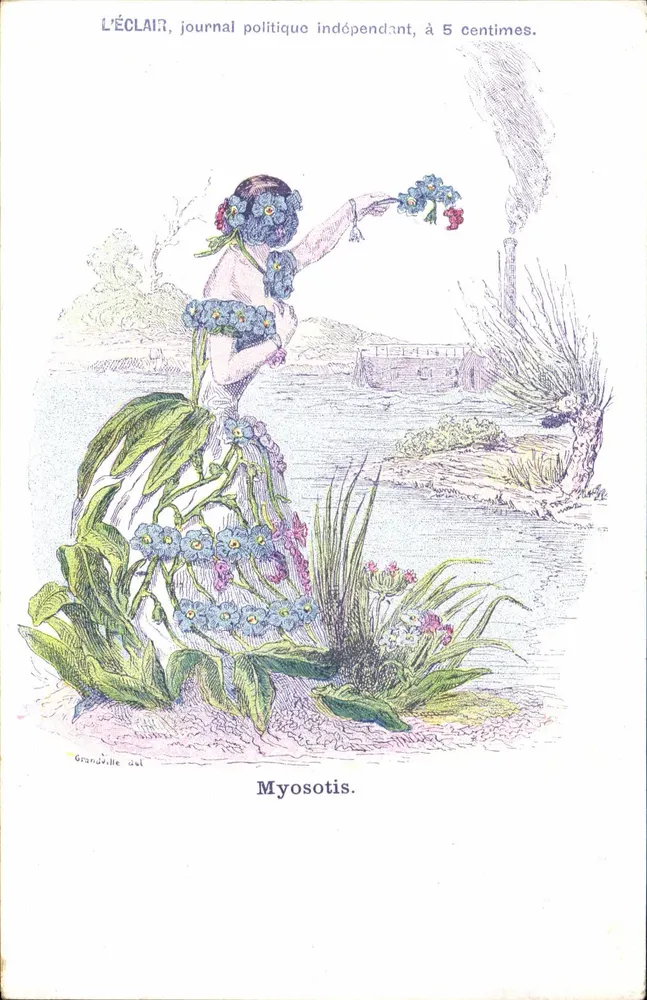 Myosotis — ilustração botânica — O ÉCLAIR, jornal político independente, a 5 centavos, Grandville del - Frente