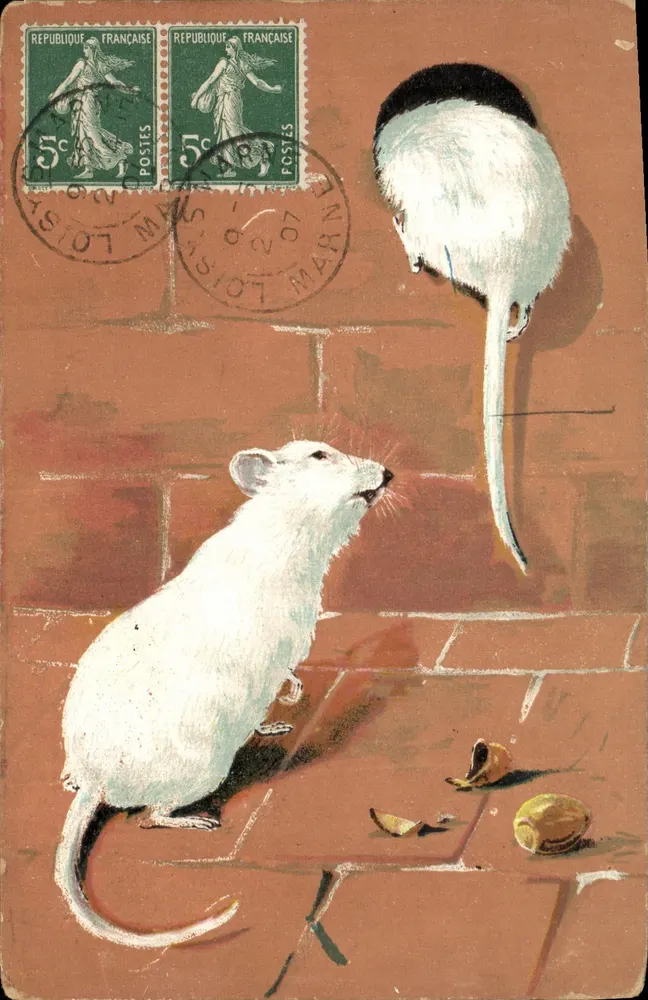 Rato branco e rato preto — cena animal — editor não visível - Frente