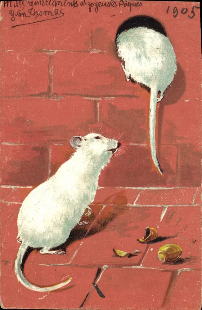 Dois ratos brancos — Páscoa 1905 — Givon Thomas - Frente