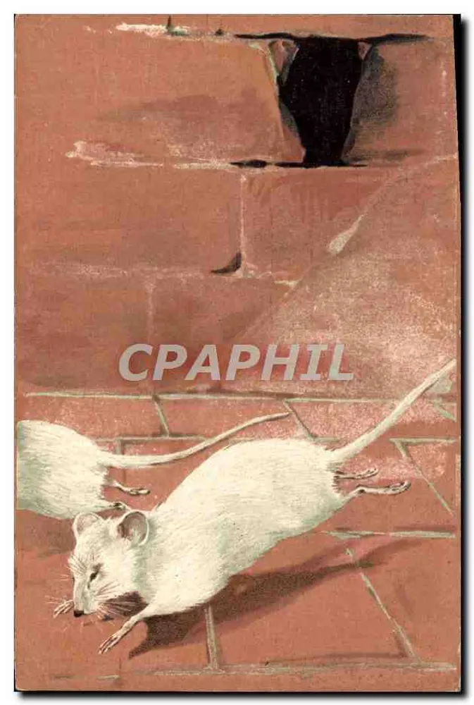 Rato branco — pulando em um chão de tijolos — editor não identificado, série 2321 - Frente