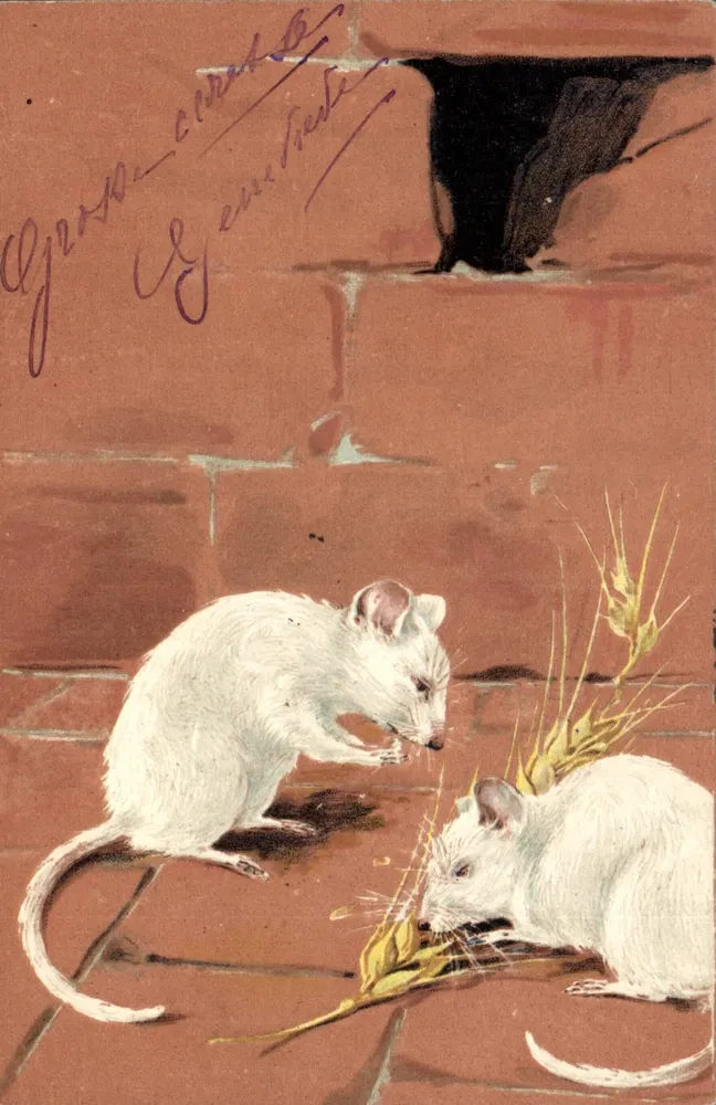 Duas ratas brancas — cena de rua — editor 'Weltpostverein', série 2321 - Frente