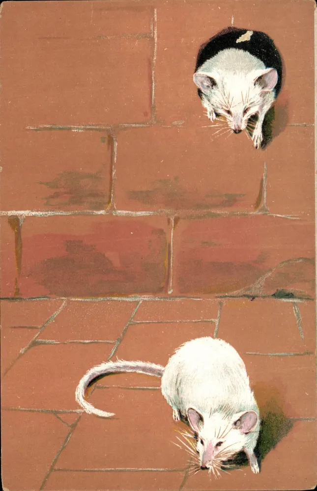 Dois ratos — ilustração — Carta postal interna França-Argélia-Tunísia - Frente