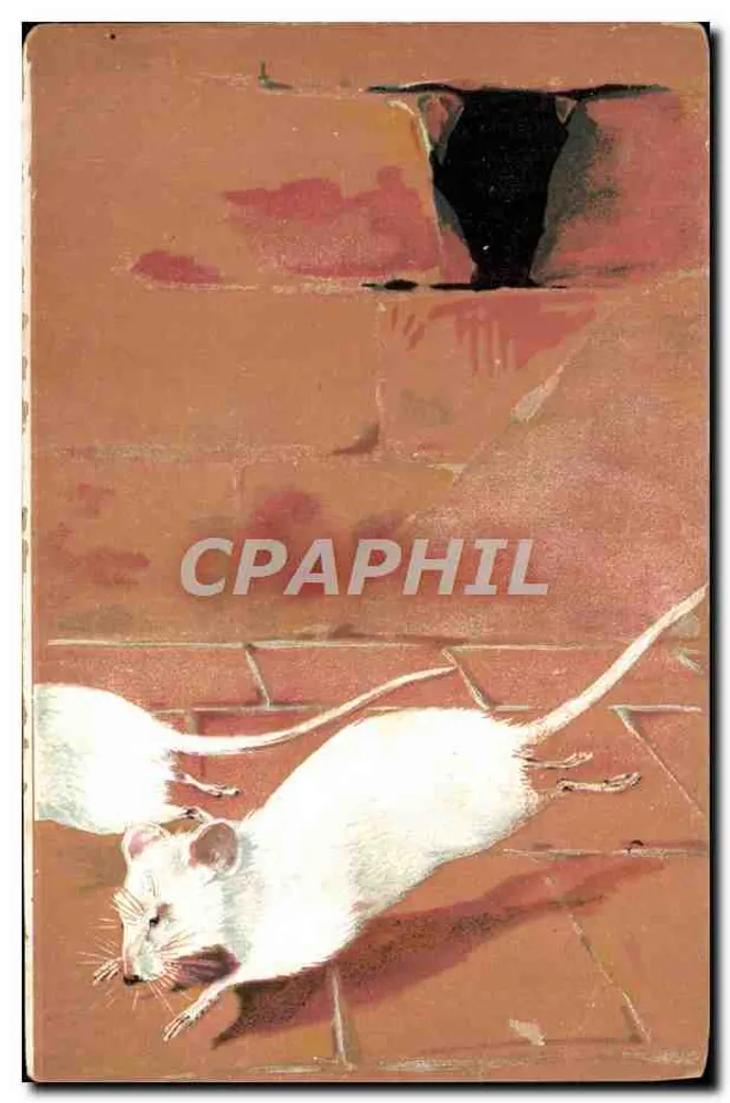 Dois ratos brancos — cena interior — carta postal interior França-Argélia-Tunísia - Frente