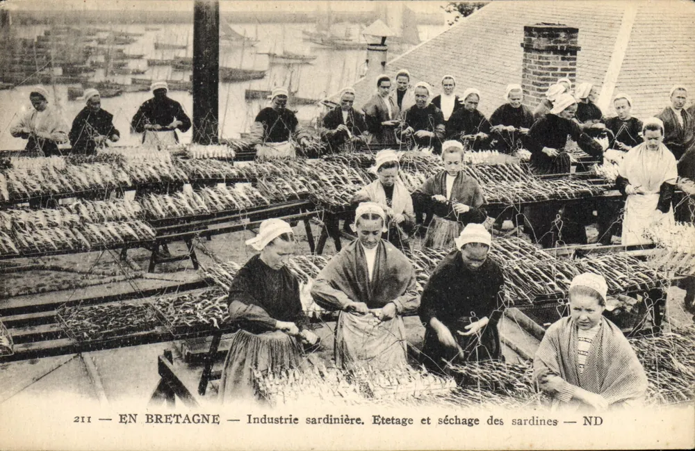 In der Bretagne — Sardinenindustrie. Aufstellung und Trocknen der Sardinen — ND - Vorderseite