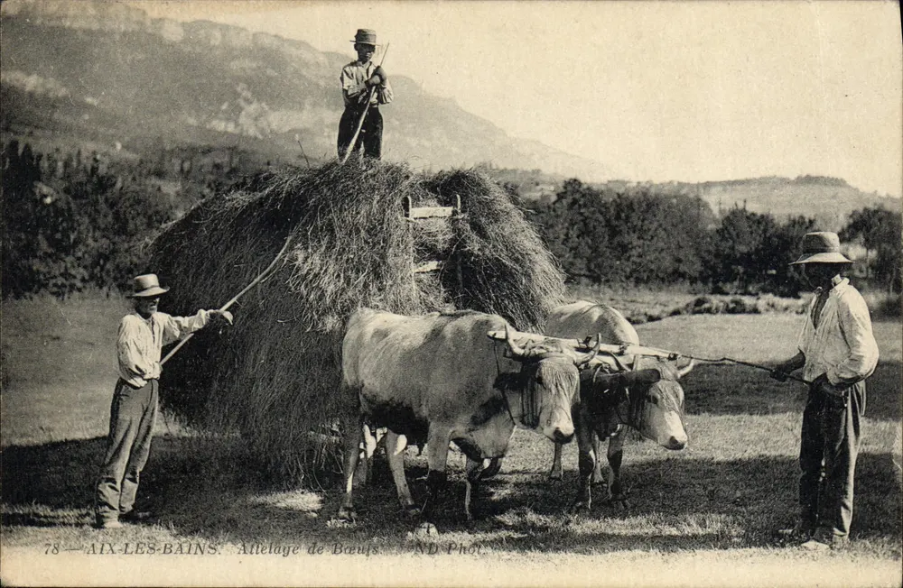 Aix-les-Bains — Ongeluk met ossen — ND Phot. - Voorkant