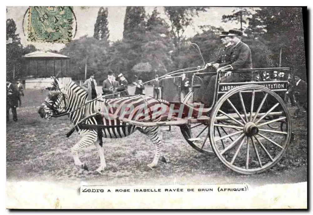 Zèbre Isabelle Rayée de Brun — Jardin d'Amatation — éditeur non visible - Recto