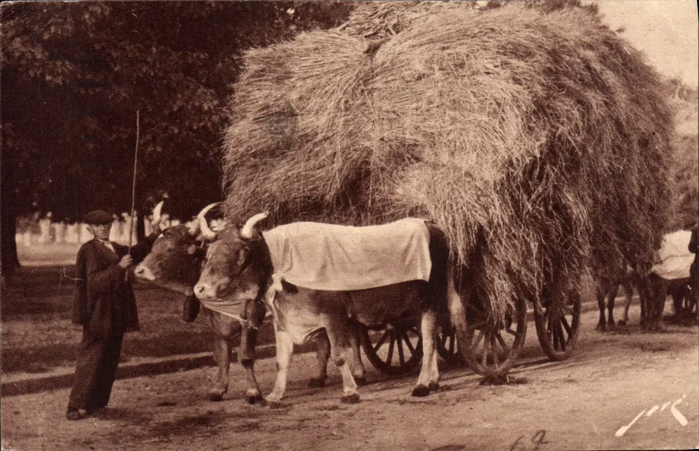 Aparelho de bois puxando uma carruagem carregada de feno — Território pirenéico — Edições Jové, Pau (B.P.) - Frente
