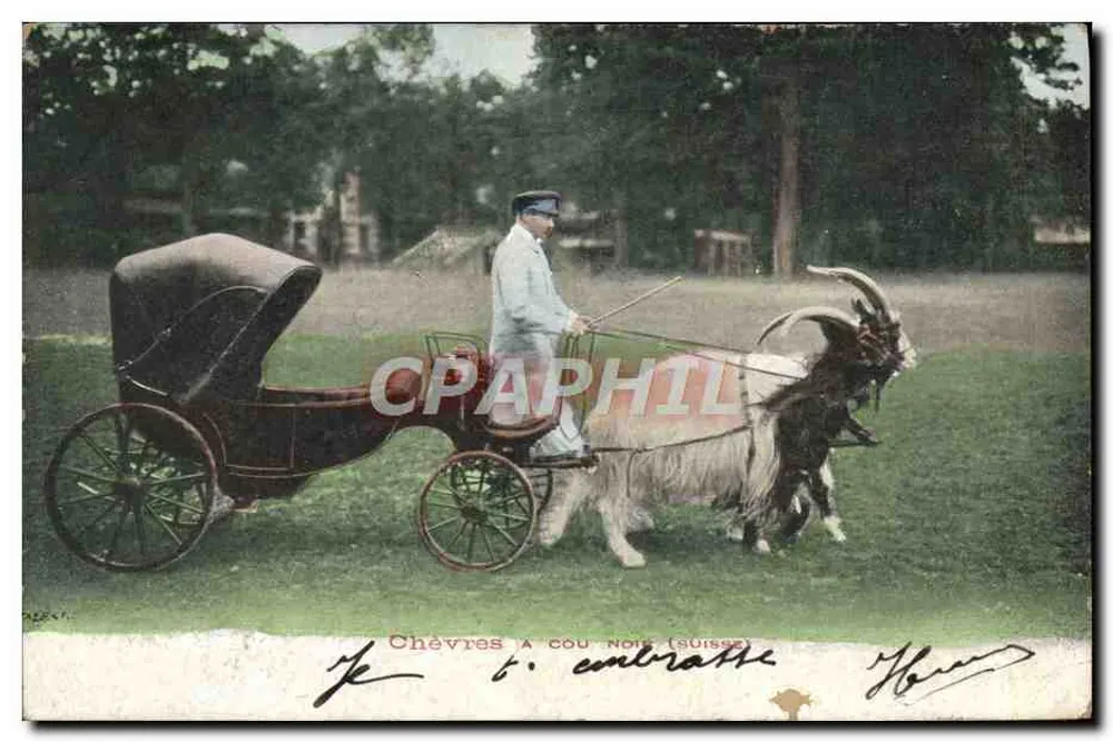 Cabras com pescoço preto (suíça) — tiragem de coleção — editor não identificado - Frente