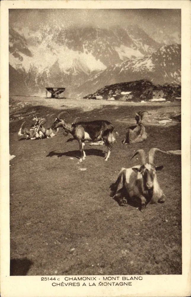 Chamonix - Mont Blanc — Ziegen auf der Alp — Sammlung La Savoie, Braun & Cie, Dornach - Vorderseite