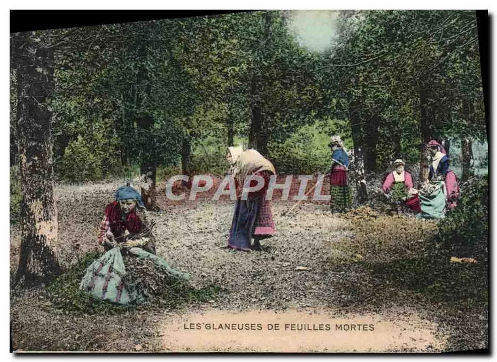 As Colhedoras de Folhas Mortas — cena de colheita florestal — editor não identificado - Frente