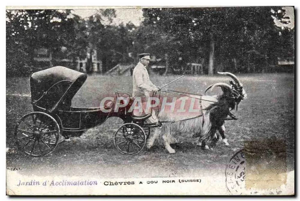 Jardin d'Acclimatation — Chèvres à cou noir (Schweiz) — TIBAL - Vorderseite