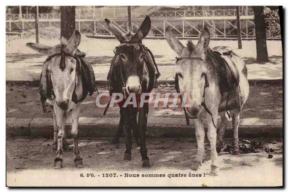 Quatro jumentos — G. D'O. - 1207 - Frente