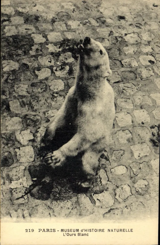 Der Weiße Bär — Museum für Naturgeschichte — Édition Postale, Paris - Vorderseite