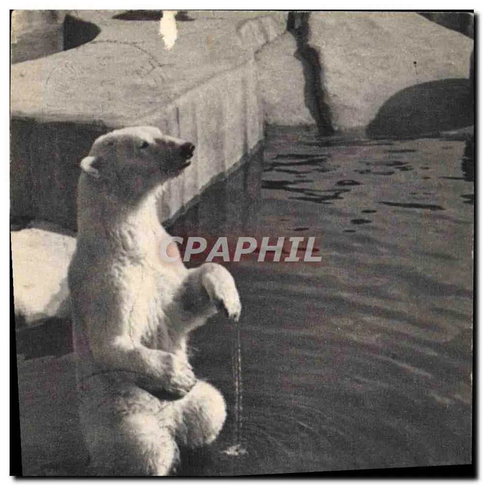 Weißbär — Paris — Muséum national d'Histoire naturelle, Parc zoologique du Bois de Vincennes - Vorderseite