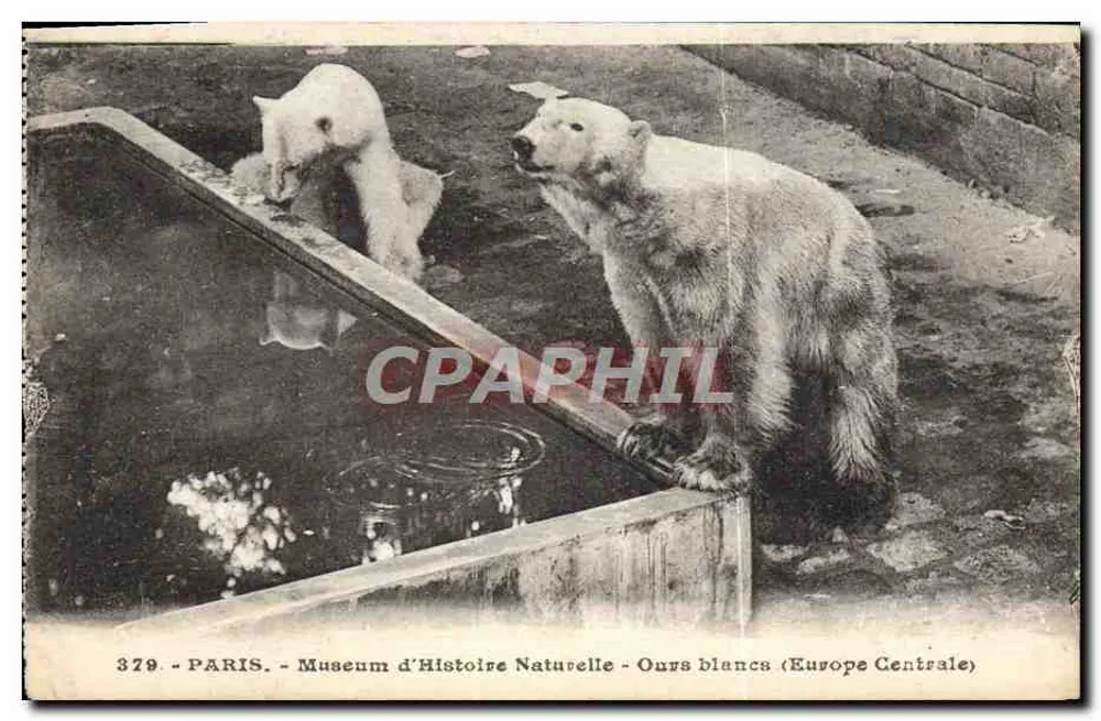Weiße Bären (Zentraleuropa) — Museum für Naturgeschichte — Verlag A. Leconte, Paris - Vorderseite