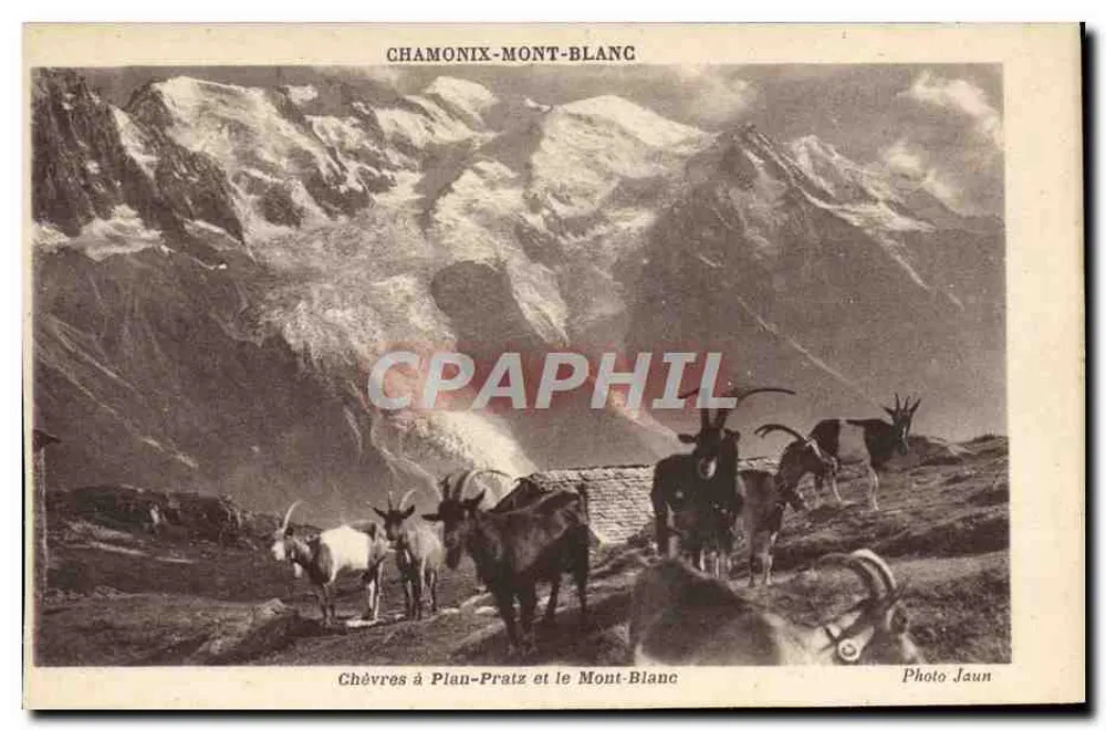 Ziegen am Plan-Prat und der Mont-Blanc — Chamonix-Mont-Blanc — Foto Jaun - Vorderseite