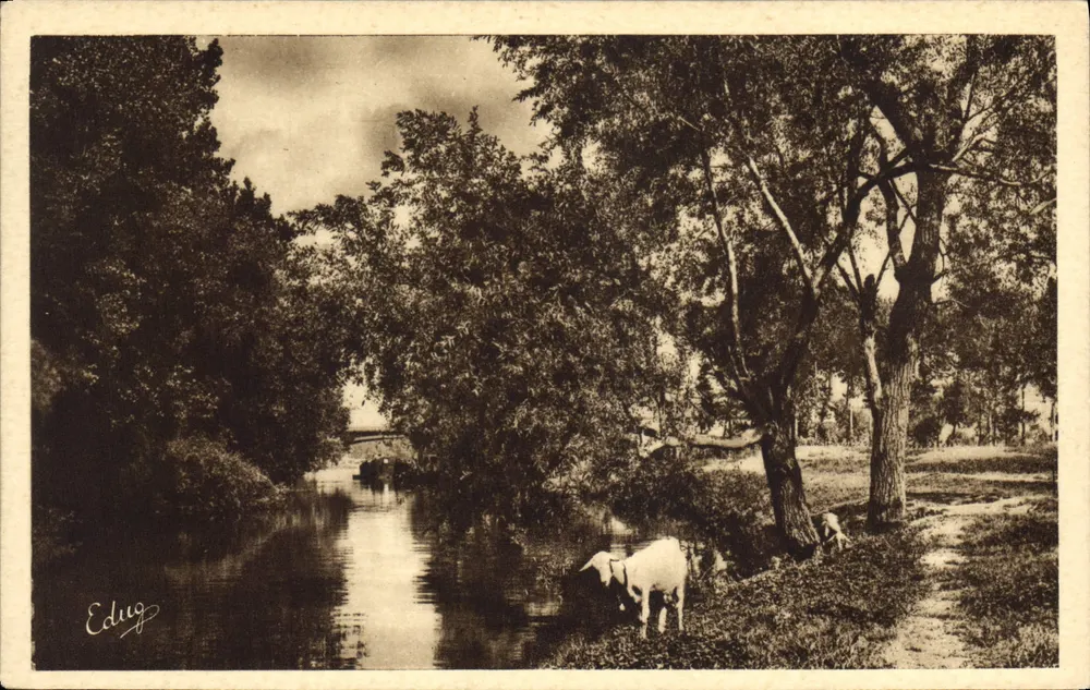 Argenteuil — Vista do canal com uma vaca — Edug - Frente