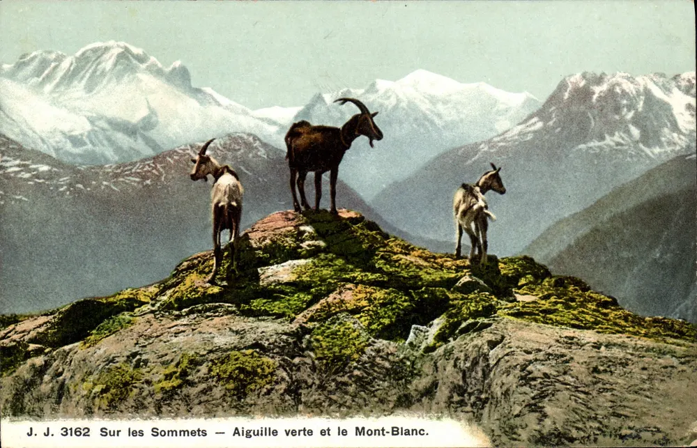 Auf den Gipfeln — Aiguille Verte und Mont Blanc — J.J. 3162 - Vorderseite
