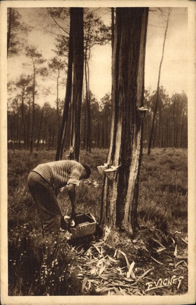 Ernte der Perle — Landschaften der Landes — Éditions E. Vignes - Vorderseite