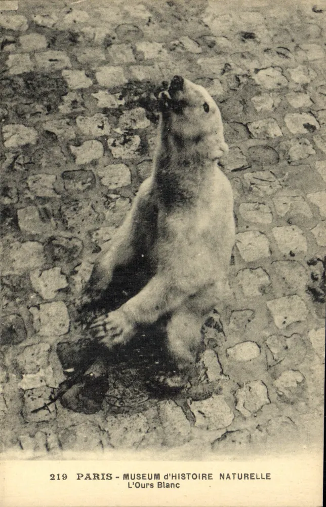 Paris - Museum für Naturgeschichte - Der Weiße Bär - Vorderseite