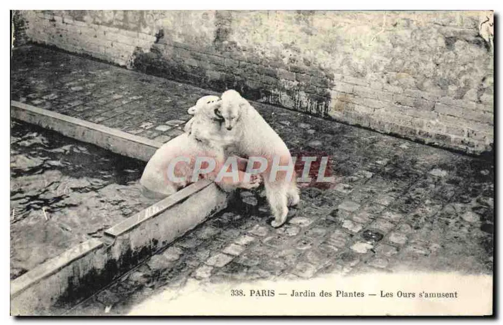 PARIS — Jardin des Plantes — Die Bären haben Spaß — n°338 - Vorderseite